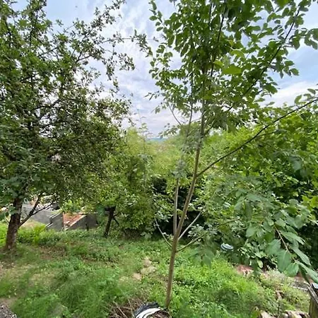 Zimmerfrei Marktheidenfeld